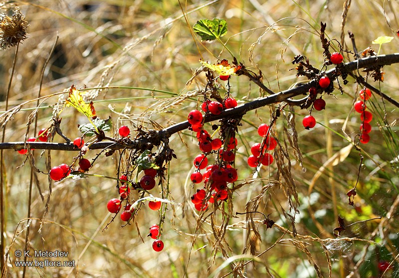 Ribes petraeum