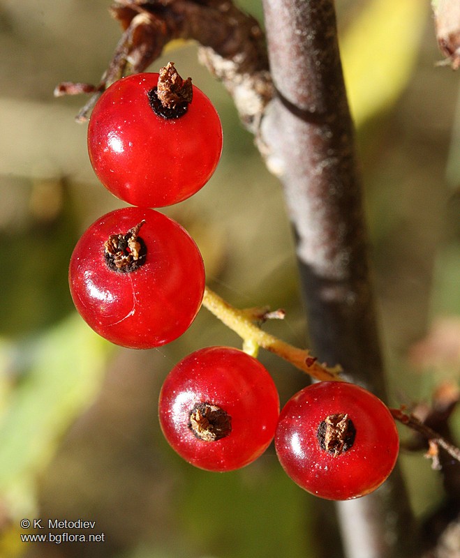 Ribes petraeum