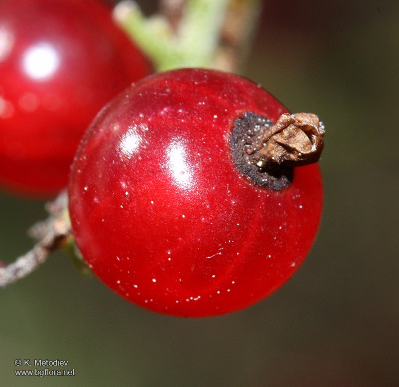 Ribes petraeum