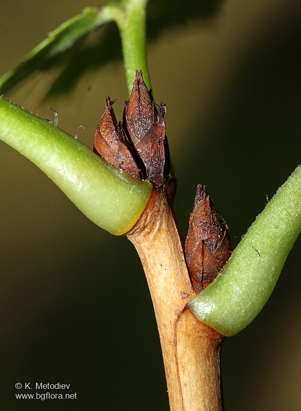 Ribes petraeum
