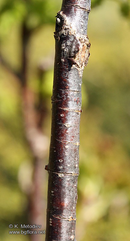 Ribes petraeum