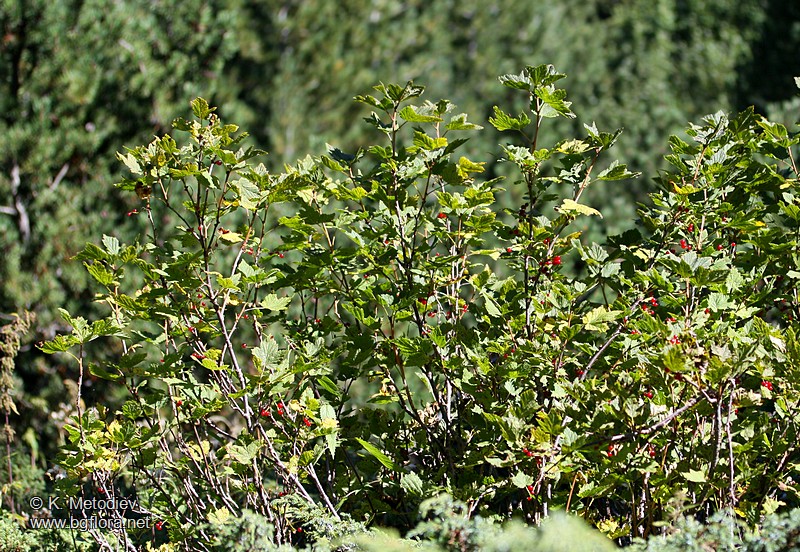 Ribes petraeum