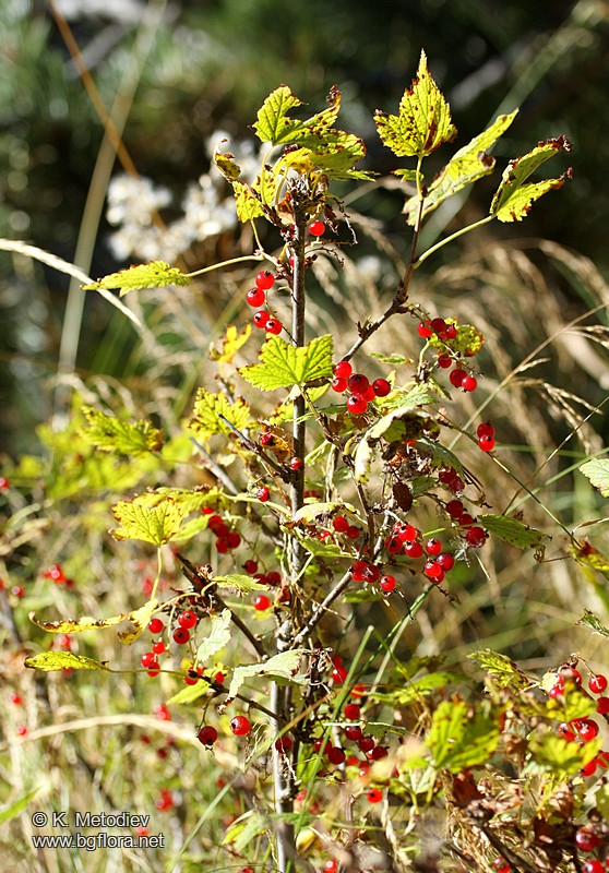 Ribes petraeum