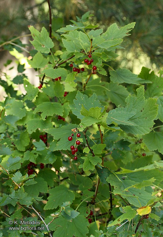Ribes petraeum