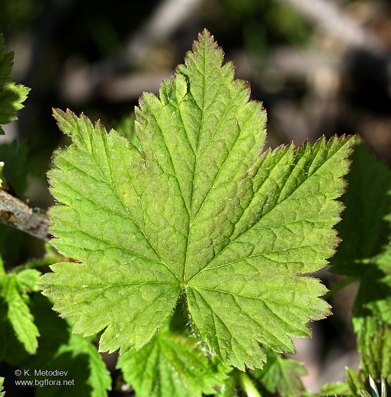 Ribes petraeum