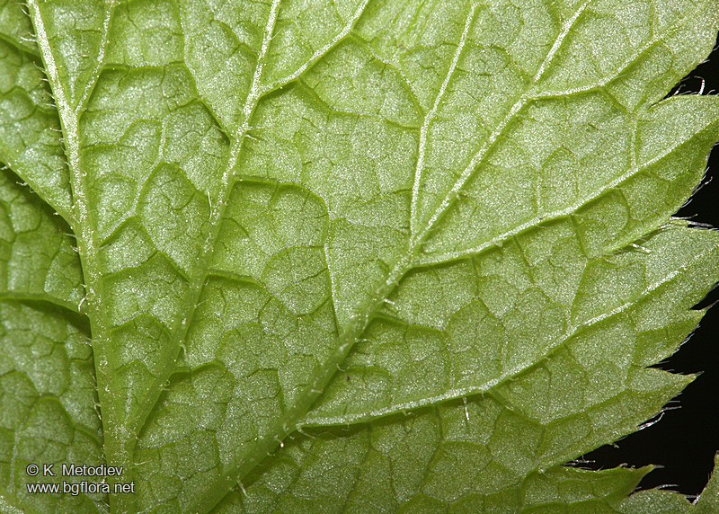 Ribes petraeum