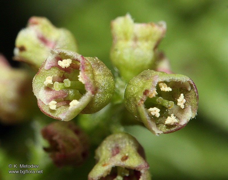 Ribes petraeum