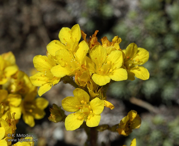 Saxifraga ferdinandi-coburgi