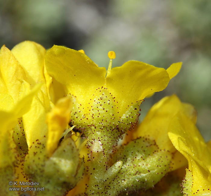 Saxifraga ferdinandi-coburgi