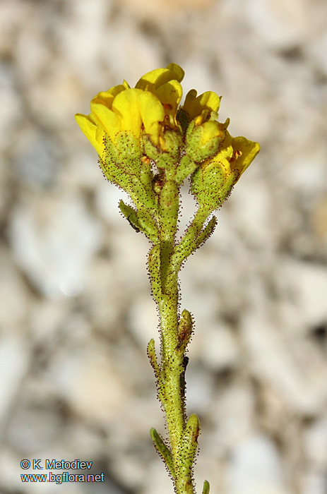 Saxifraga ferdinandi-coburgi