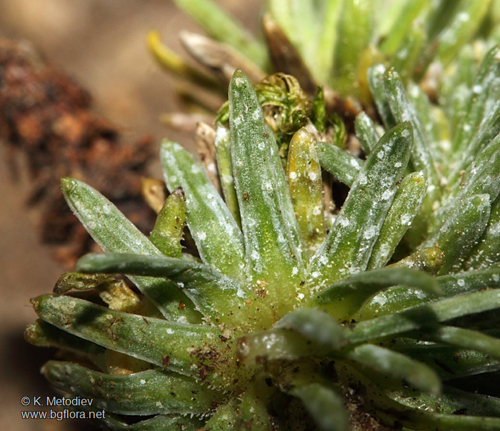 Saxifraga ferdinandi-coburgi