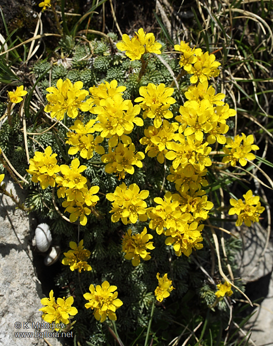 Saxifraga ferdinandi-coburgi