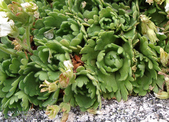 Saxifraga pedemontana