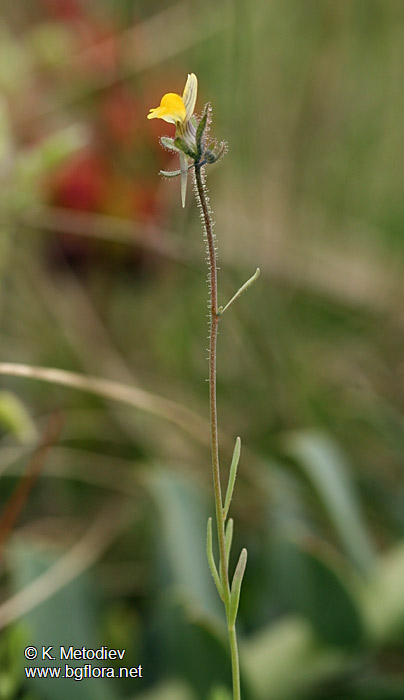 Linaria simplex