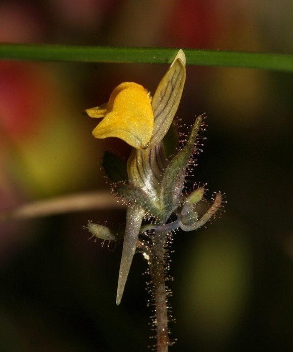 Linaria simplex