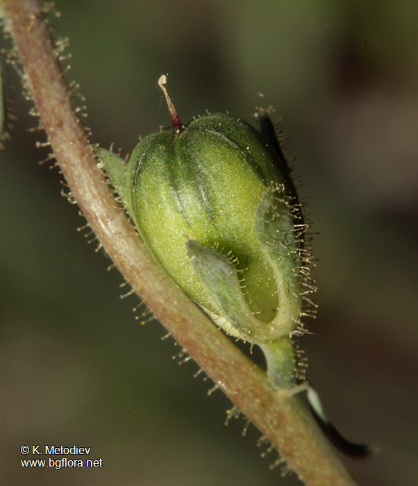 Linaria simplex