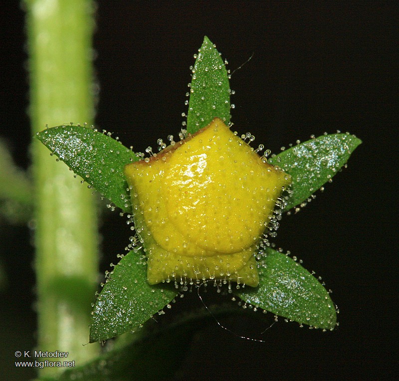 Verbascum blattaria