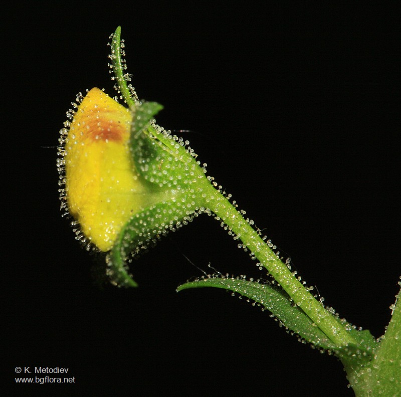 Verbascum blattaria