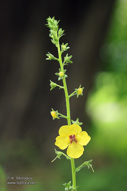 Verbascum blattaria