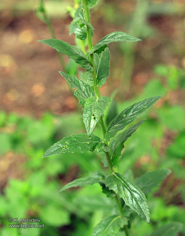 Verbascum blattaria