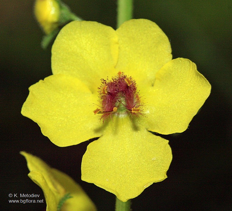 Verbascum blattaria