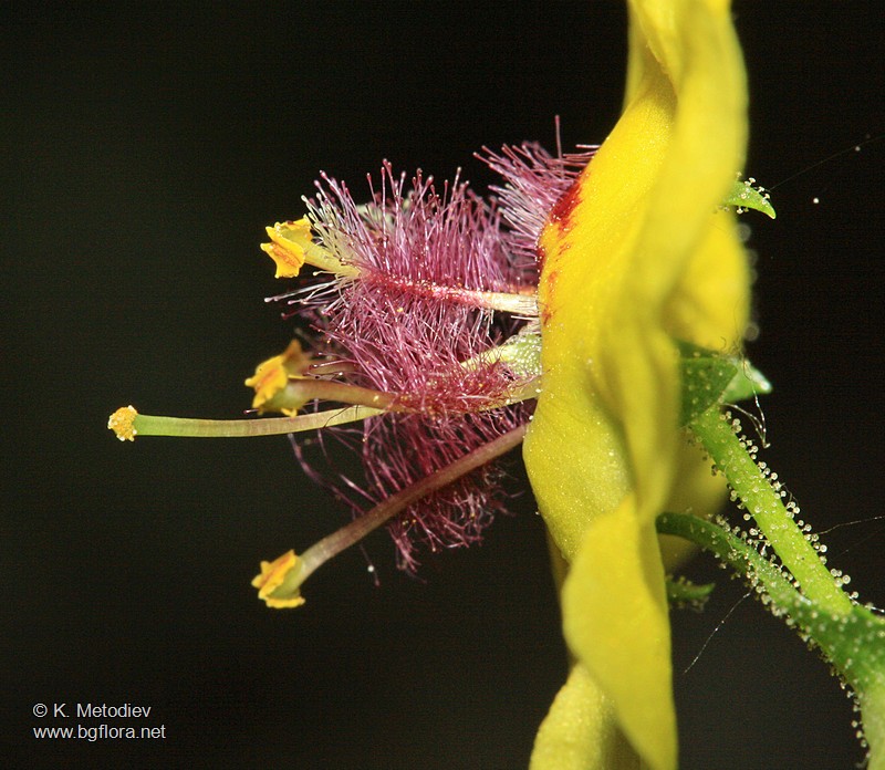 Verbascum blattaria