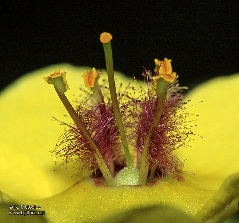 Verbascum blattaria