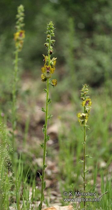 Verbascum bugulifolium