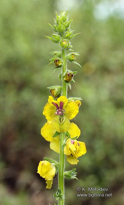 Verbascum bugulifolium