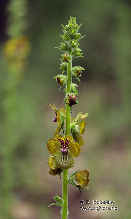 Verbascum bugulifolium