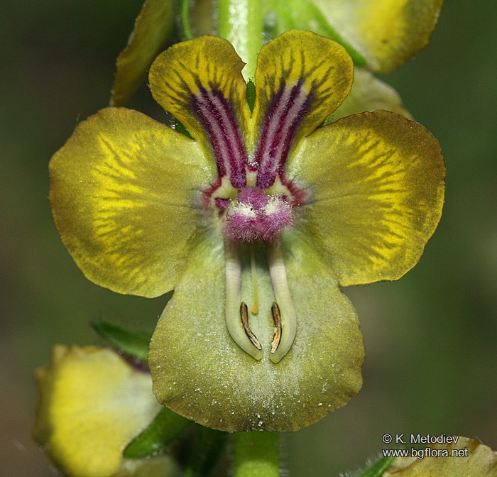 Verbascum bugulifolium