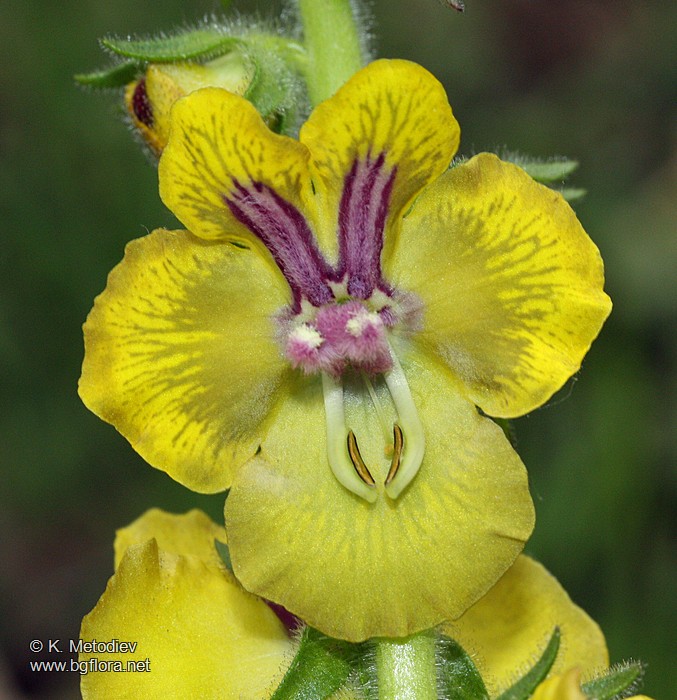 Verbascum bugulifolium