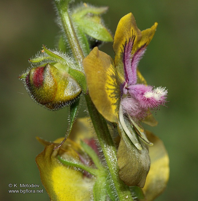 Verbascum bugulifolium