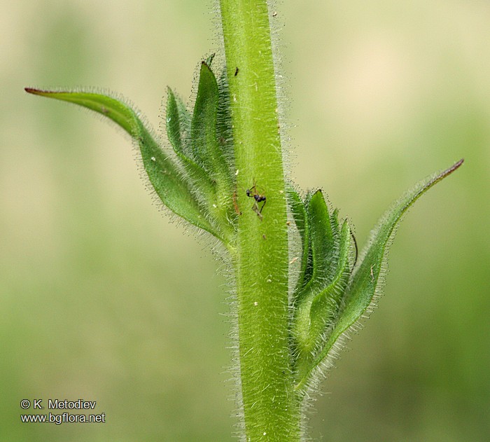 Verbascum bugulifolium