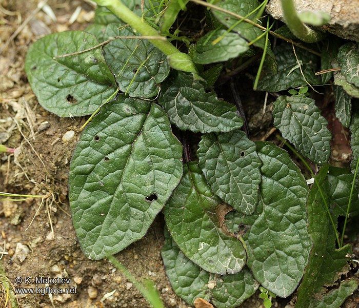 Verbascum bugulifolium