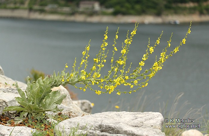 Verbascum decorum