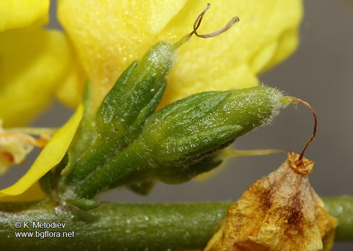 Verbascum decorum