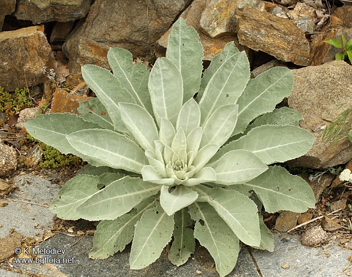Verbascum decorum