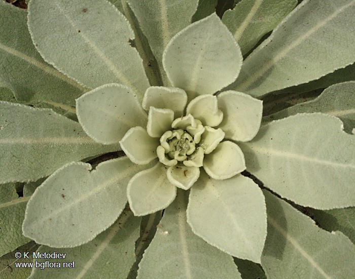 Verbascum decorum