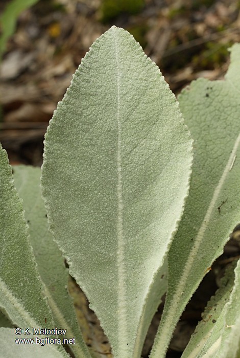 Verbascum decorum