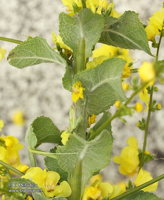 Verbascum decorum