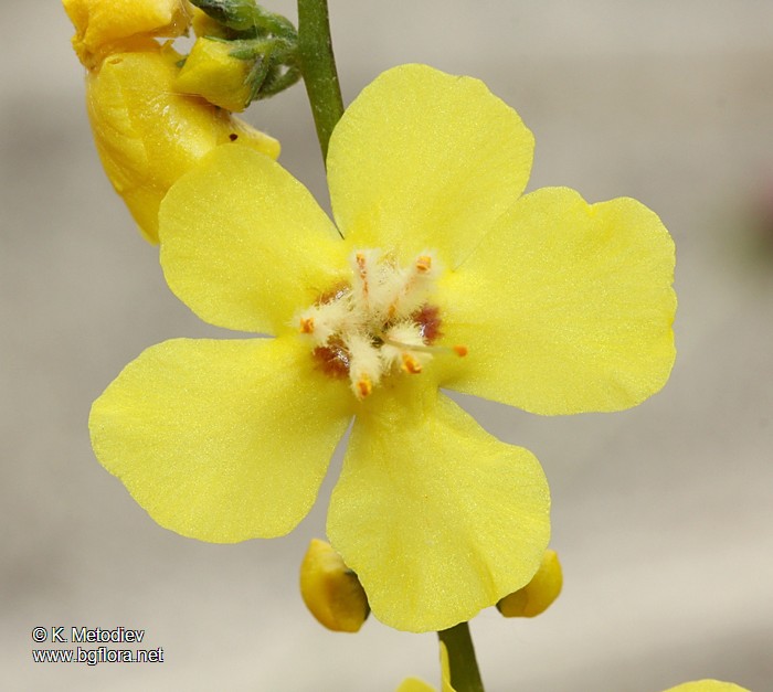 Verbascum decorum
