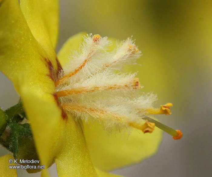 Verbascum decorum