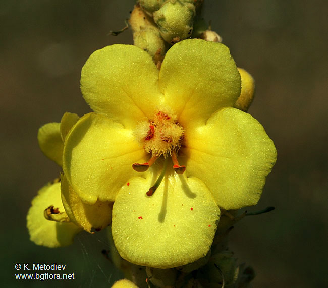 Verbascum densiflorum