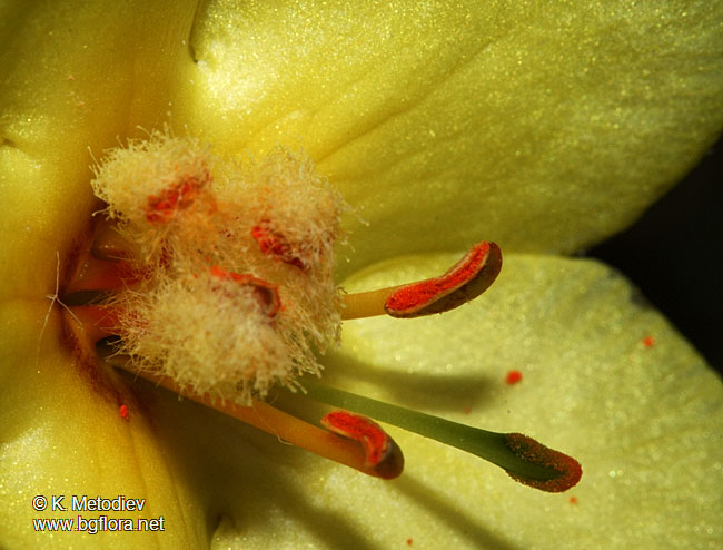 Verbascum densiflorum