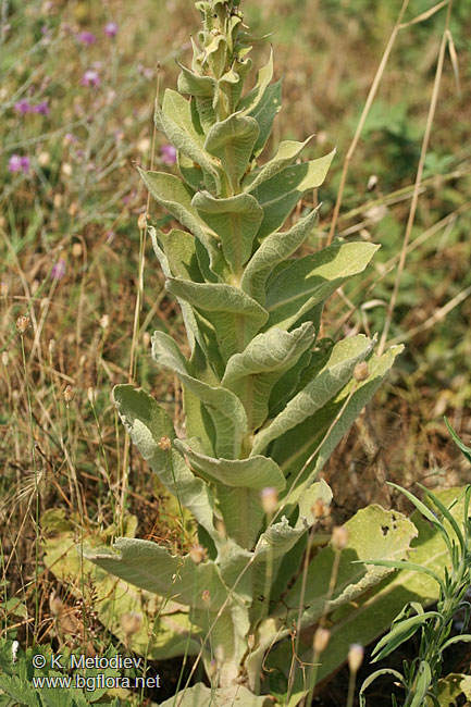Verbascum densiflorum