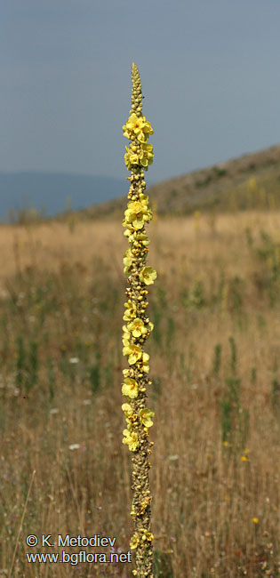 Verbascum densiflorum