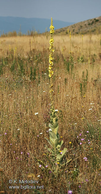 Verbascum densiflorum