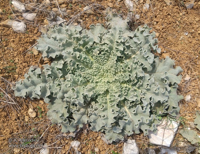 Verbascum nobile