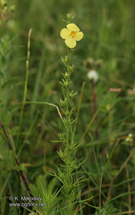 Verbascum orientale